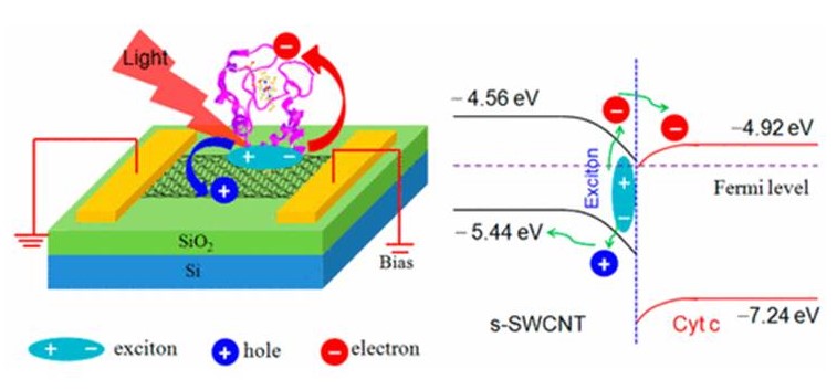 biomolecule nanohybrid diagram