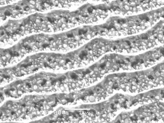 Au particles/nanoline patterned FTO